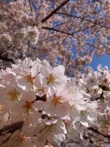 sakura