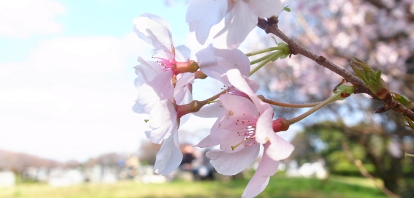 sakura6