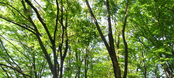 midori
